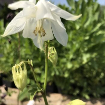 Aquilegia vulgaris 'Alba'