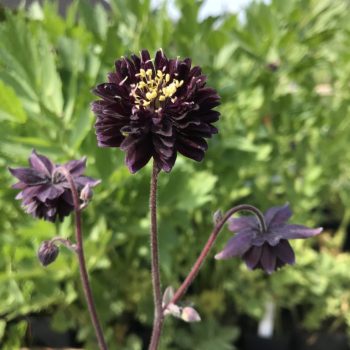 Aquilegia vulgaris 'Black Barlow'