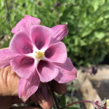 Aquilegia vulgaris 'Heidi'