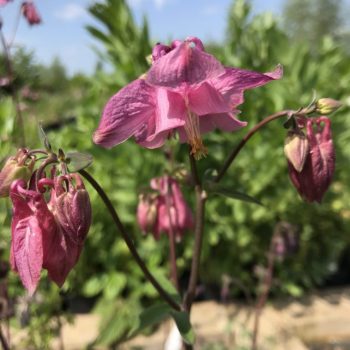 Aquilegia vulgaris 'Heidi'