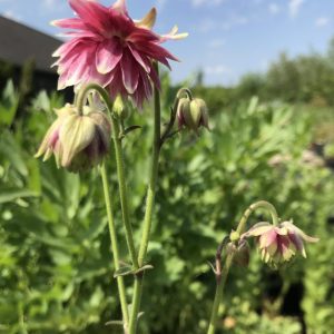 Aquilegia vulgaris 'Nora Barlow'