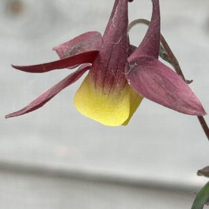 Aquilegia buergeriana