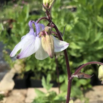 Aquilegia vulgaris