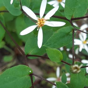 Aster divaricatus 'Beth'