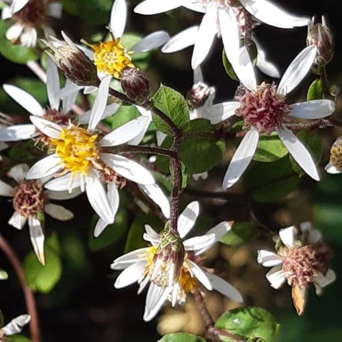 Aster divaricatus Bethe