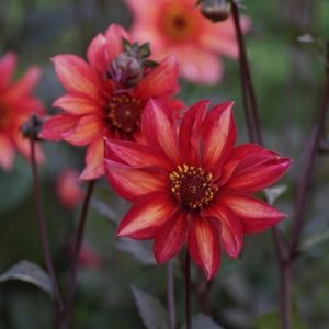 Dahlia 'Waltzing mathilda'