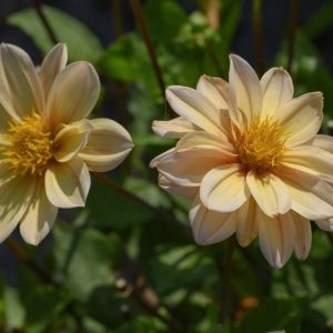 Dahlia 'Topmix Apricot'