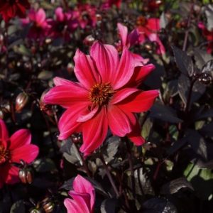 Dahlia 'Pride One'