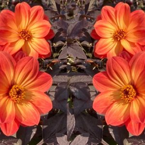 Dahlia 'Dreamy Sunset'