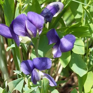 Baptisia australis 'Caspian Blue'