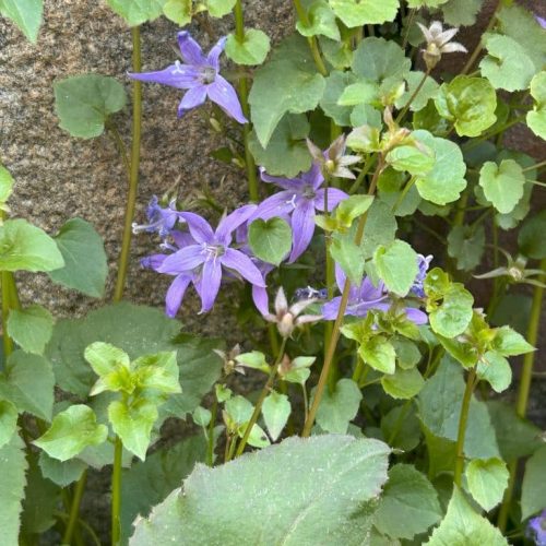 Campanula poscharskyana