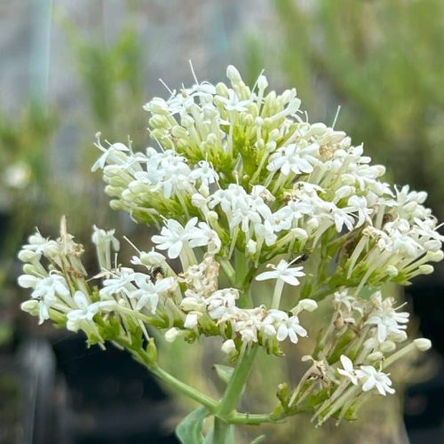Centranthus ruber Alba