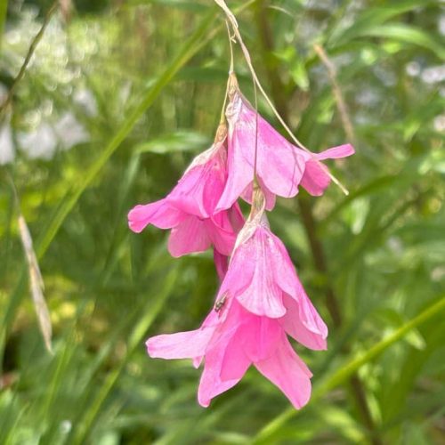 Dierama