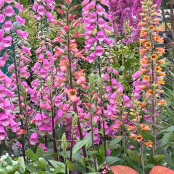 Digitalis purpurea 'Apricot'