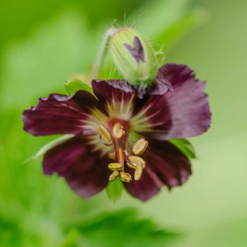 Geranium phaeum