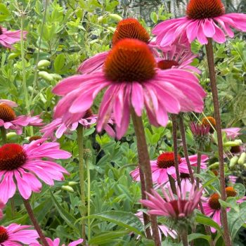 Echinacea purpurea