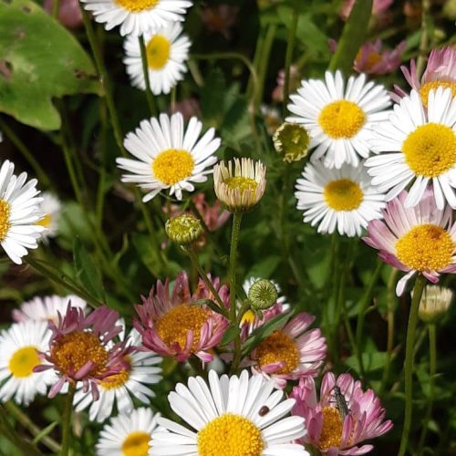 Erigeron karvinskianus