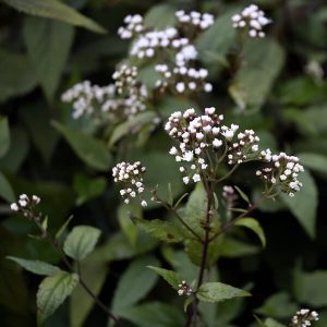 Eupatorium rugosum 'Chocolate'