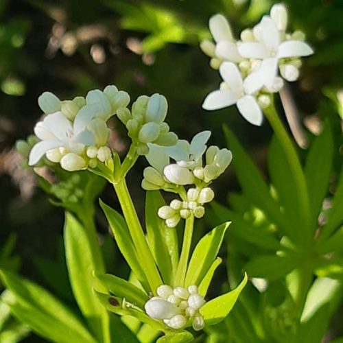 Galium odoratum