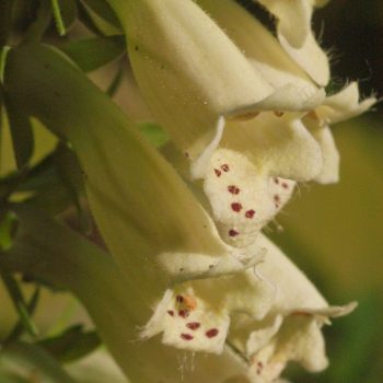 Digitalis lutea