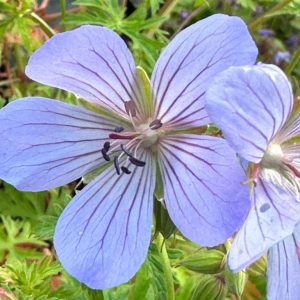 Geranium 'Blue Cloud'