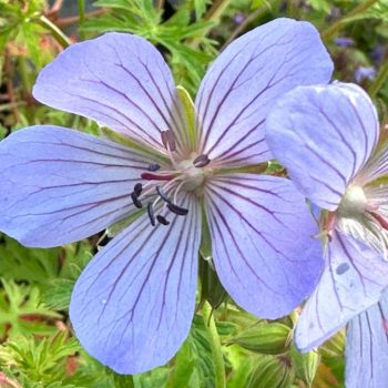 Geranium 'Blue Cloud'