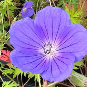 Geranium 'Eureka Blue'