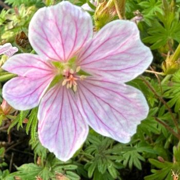 Geranium sanguineum 'Pink Pouffe'