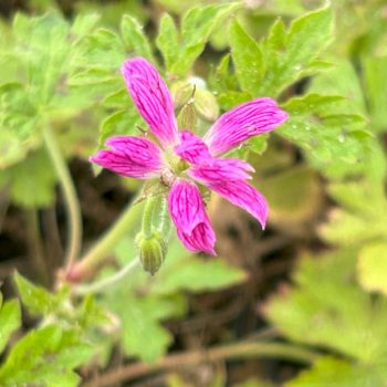 Geranium 'Sue Cox'