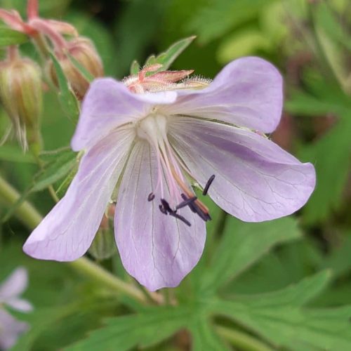 Geranium pratense