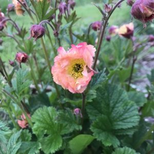 Geum 'Bell Bank'