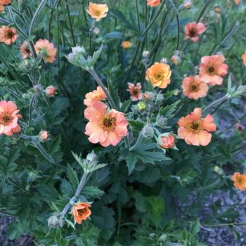 Geum 'Totally Tangerine'