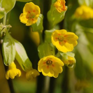 Primula veris