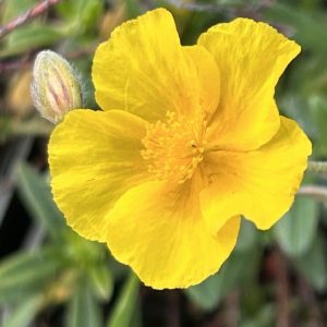Helianthemum nummularium