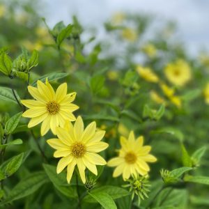 Helianthus 'Lemon Queen'