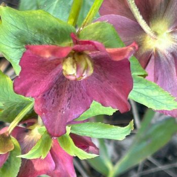 Helleborus 'Red Hybrids'