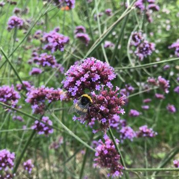 Verbena bonariensis