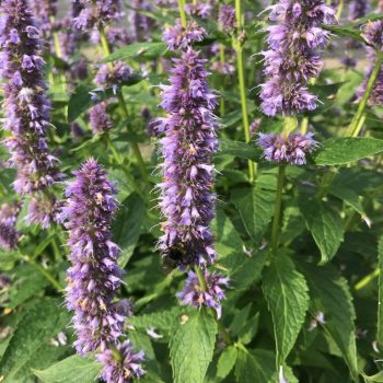 Agastache rugosa