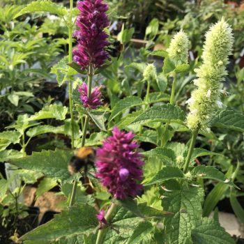 Agastache rugosa 'Alabaster'