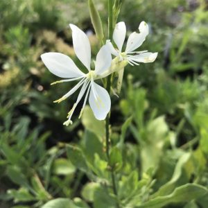 Gaura lindheimeri 'Cool Breeze'