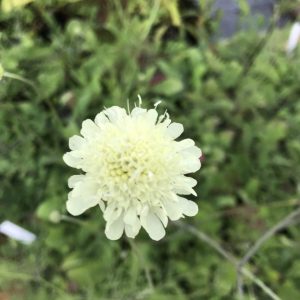 Scabiosa ochroleuca