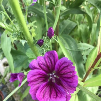 Malva sylvestris