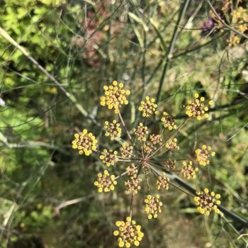 Foeniculum vulg. 'Purpureum'