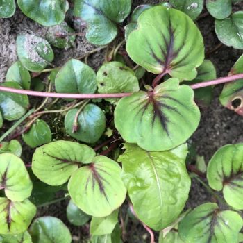 Ajuga reptans