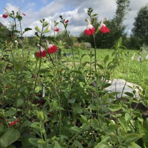 Salvia 'Hot lips'