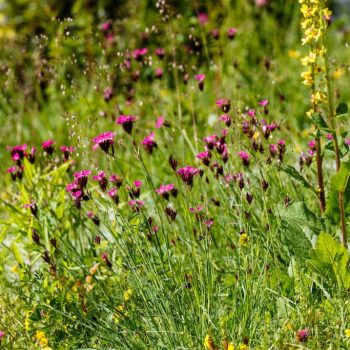 Dianthus carthusianorum