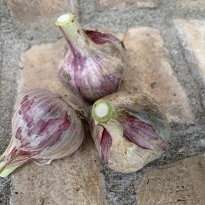 Knoflook Krasnador Red