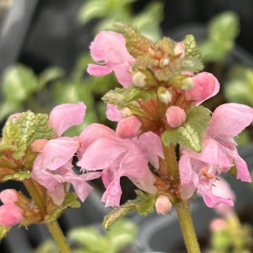 Lamium Shell Pink