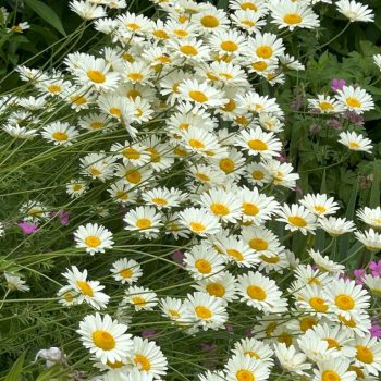 Leucanthemum vulgare