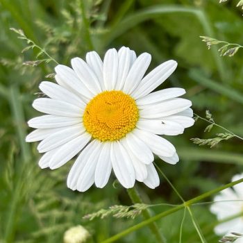 Leucanthemum vulgare